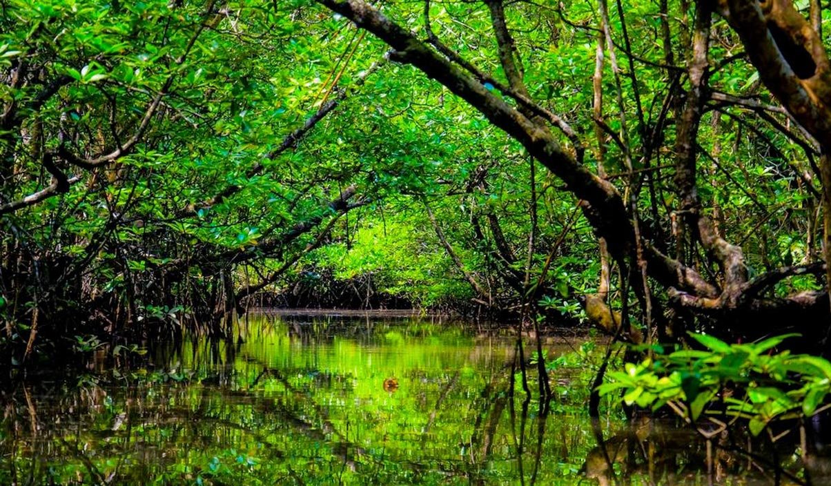 bintan mangrove