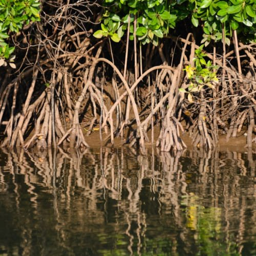 mangrove-bintan